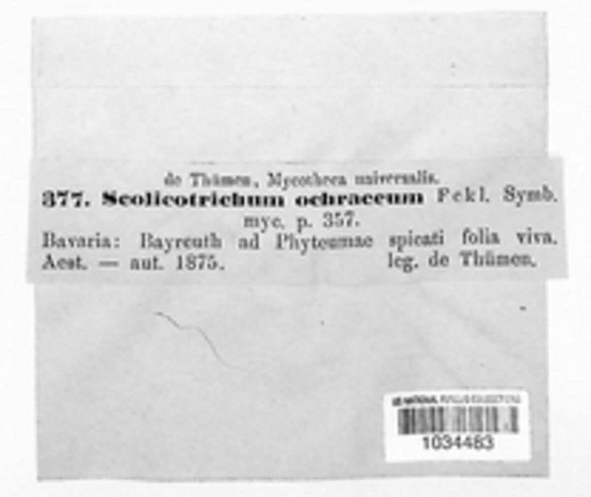 Ramularia ochracea image